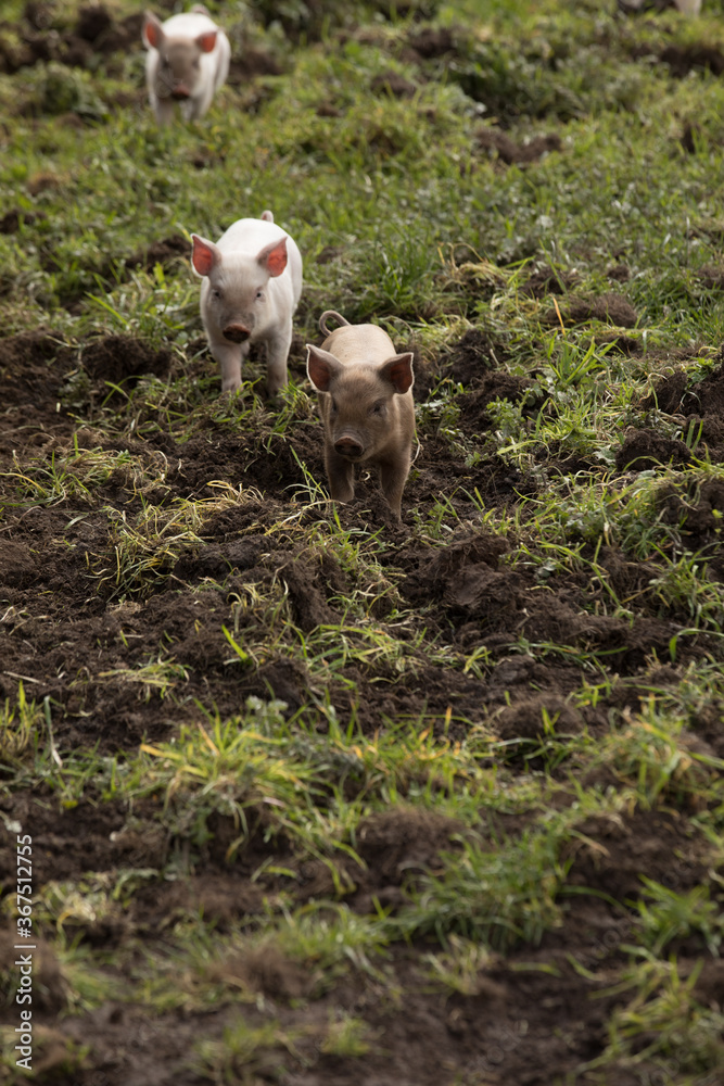 Piglets in the grass