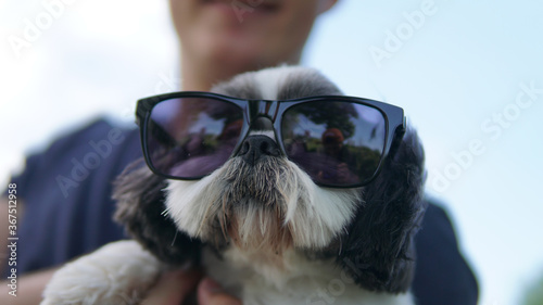 Portrait of funny little Shih Tzu dog in glasses
