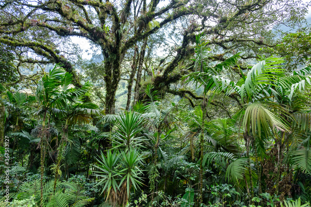 bosque humedo, El Quiche, Sierra de los Cuchumatanes,Guatemala, Central America bosque humedo, El Quiche, Sierra de los Cuchumatanes,Guatemala, Central America
