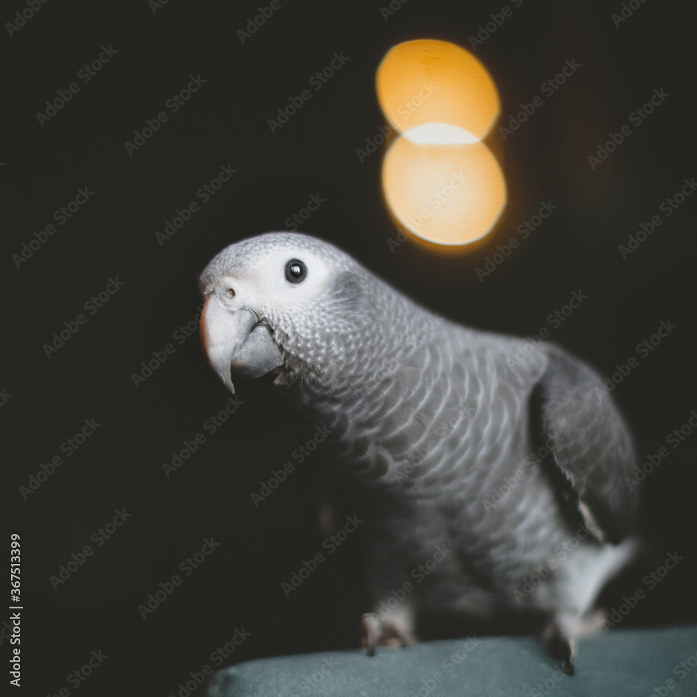 Fototapeta premium Timneh African Grey Parrot in dark room