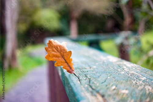 Orange leaf stuck in a wooden fence 2