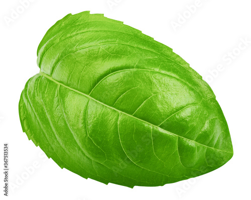 basil  isolated on white background  clipping path  full depth of field