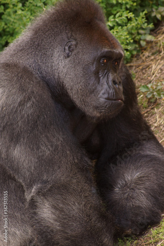 gorilla in thought © phyllis