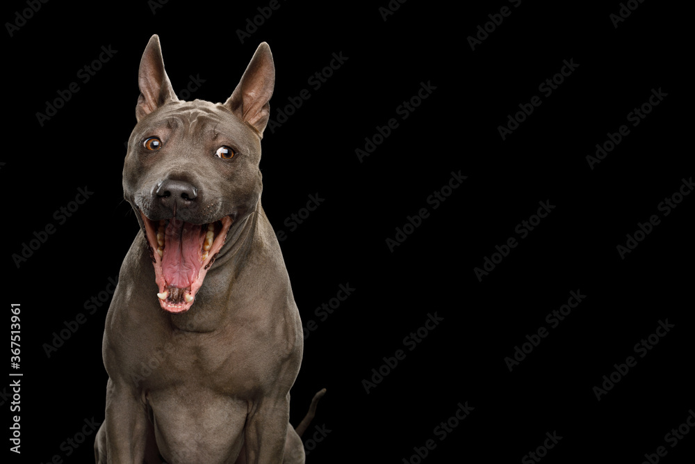 Funny Portrait of Thai Ridgeback Dog Amazement with opened mouth on isolated black background