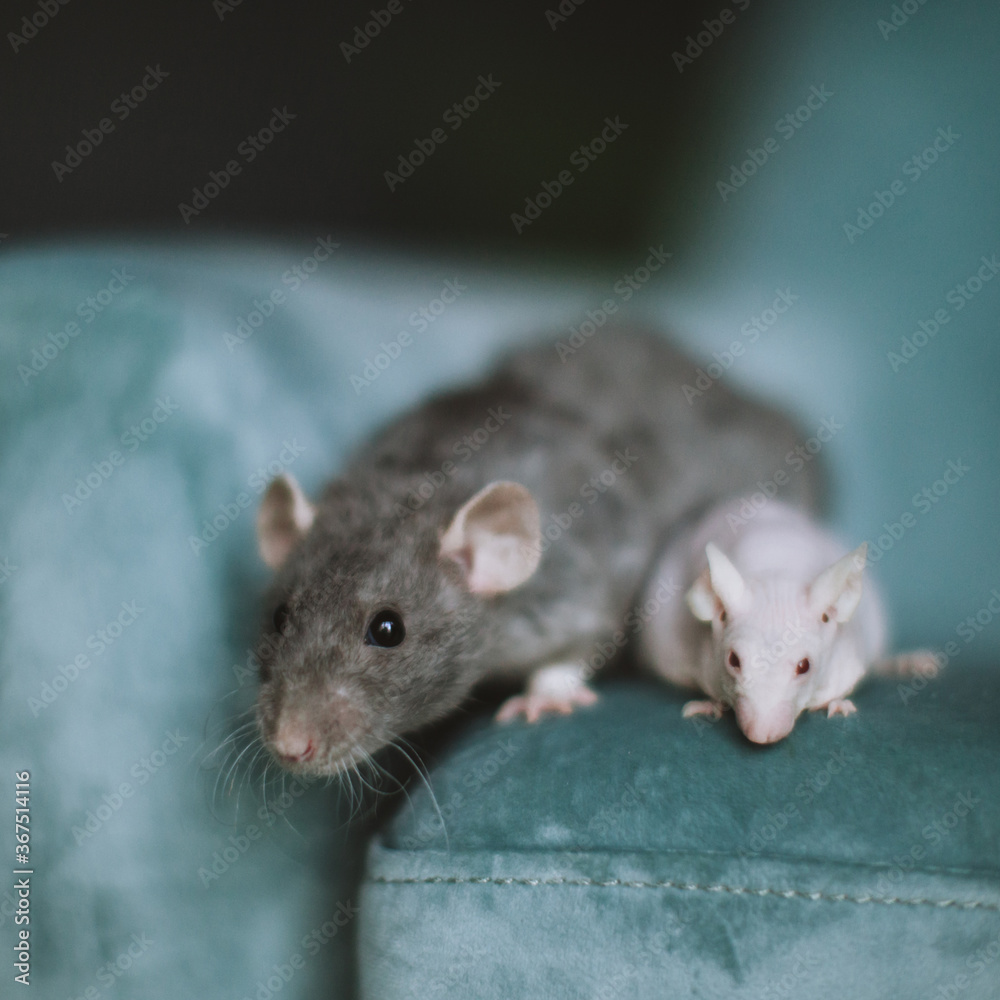 White hairless laboratory mice and fluffy grey rat White hairless laboratory mice and fluffy grey rat