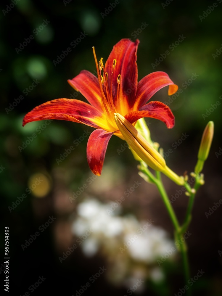 red lily flower red lily flower