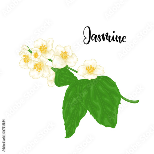 beautiful branch flower jasmine cartoon watercolour style isolated on white background with word jasmine. Hand-draw branch flowers. Design element for greeting card and invitation. Vector illustration