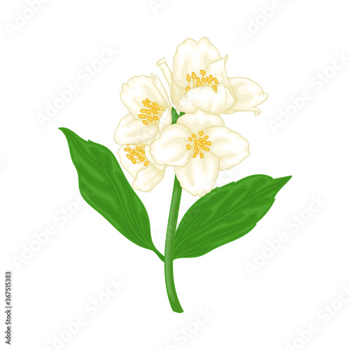 beautiful branch flower jasmine cartoon watercolour style isolated on white background. Hand-draw branch flowers. Design element for greeting card and invitation. Vector illustration