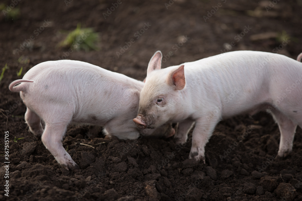 cute little piggies cute little piggies