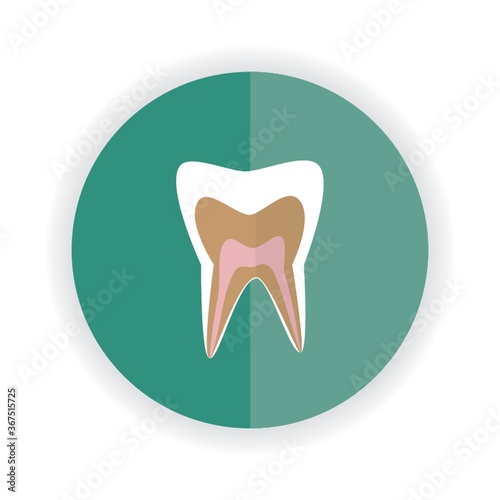 tooth anatomy