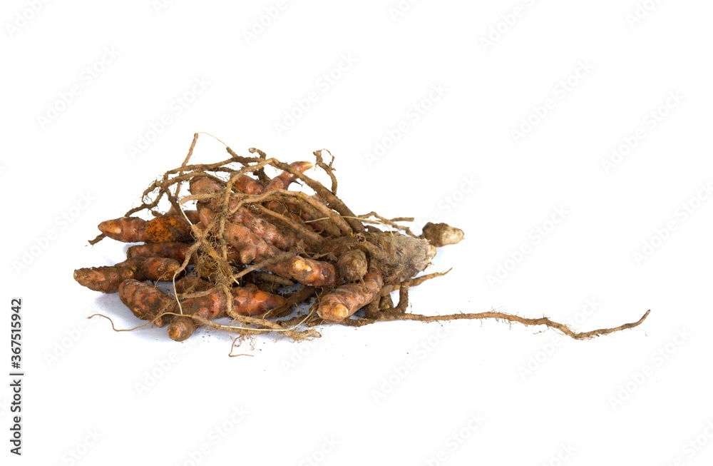 Turmeric freshly dug from soil isolated on white Turmeric freshly dug from soil isolated on white