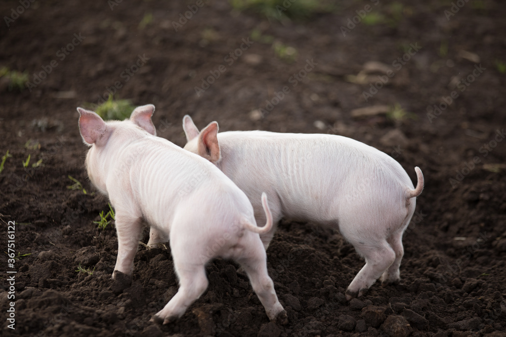 pig bums pig bums