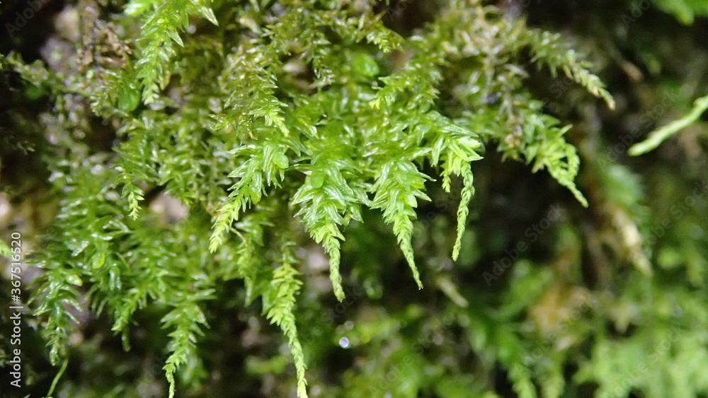 広島県で撮影したオオギボウシゴケモドキです
Anomodon giraldii