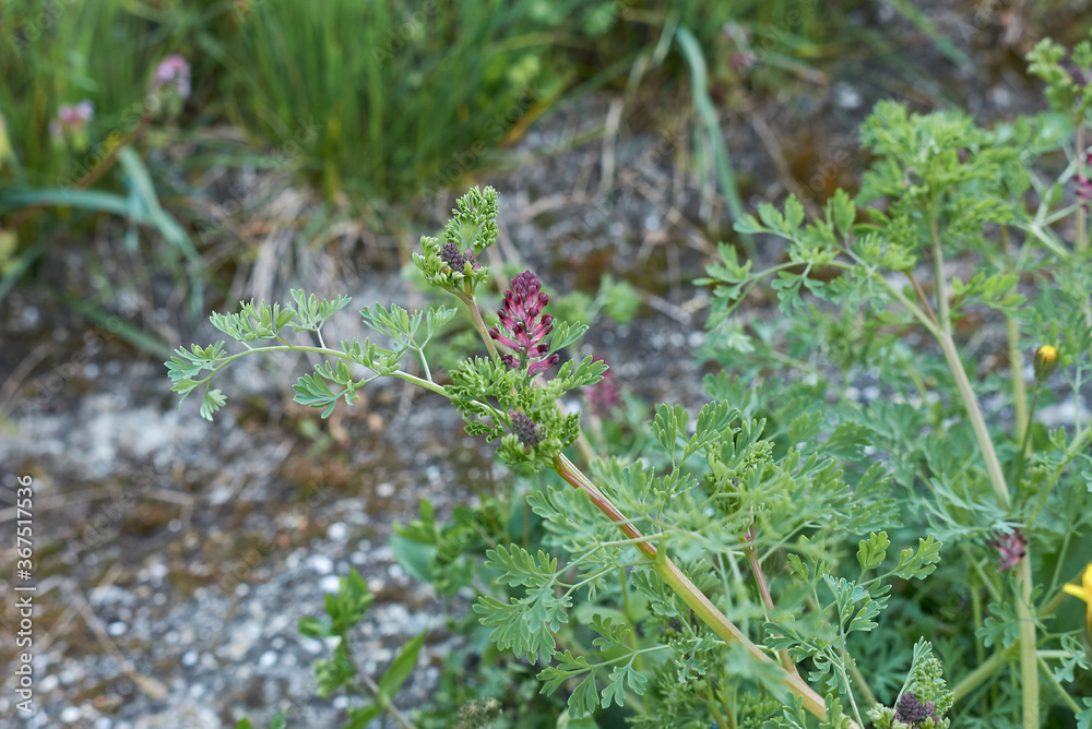 Fumaria officinalis Fumaria officinalis