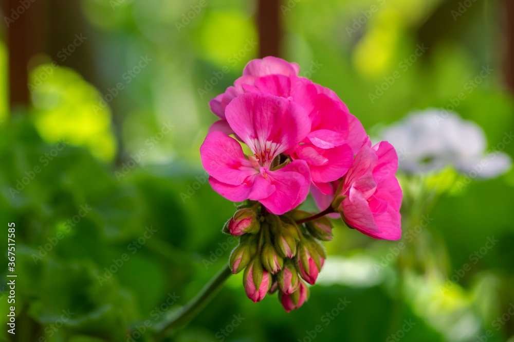 Pelargonium zonale cultivated ornamental pot flowering plant, group of purple pink flowers in bloom, green stem Pelargonium zonale cultivated ornamental pot flowering plant, group of purple pink flowers in bloom, green stem