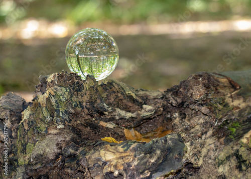 beautiful woodland scene captured in a crystal ball photo