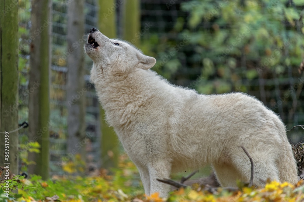 Naklejka premium white wolf in the forest