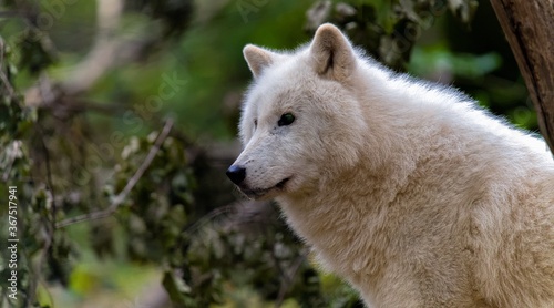 arctic wolf canis lupus