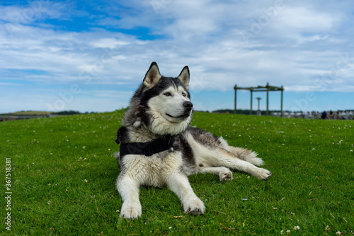 A Male Adult Purebred Siberian Husky with Black and White Markings and brown eyes.