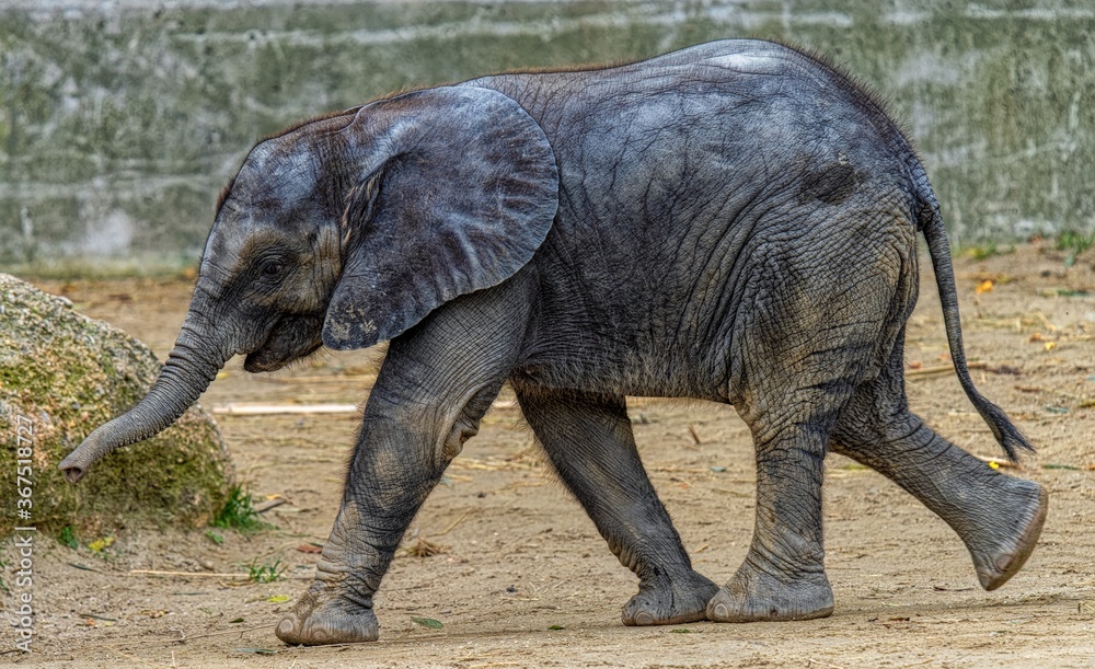 Fototapeta premium Baby Elephant 