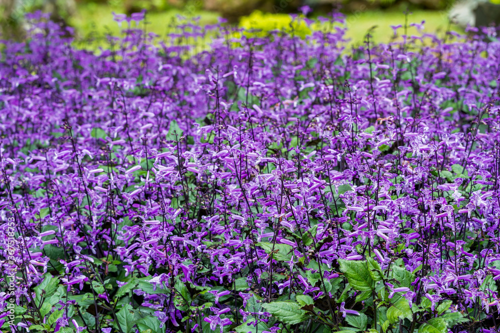 Many of small purple and white flowers blooming in flower garden Many of small purple and white flowers blooming in flower garden