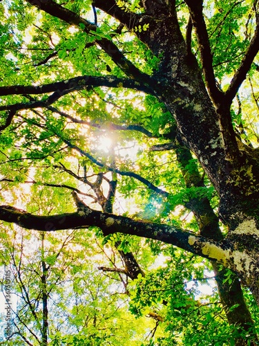 sun shining through trees