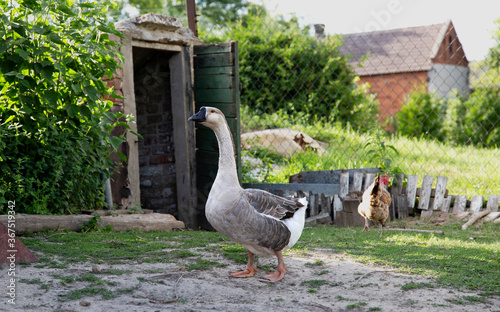 fowl drob wies village cottage farm farma zwierzeta wiejskie 鶏 poultry goose
