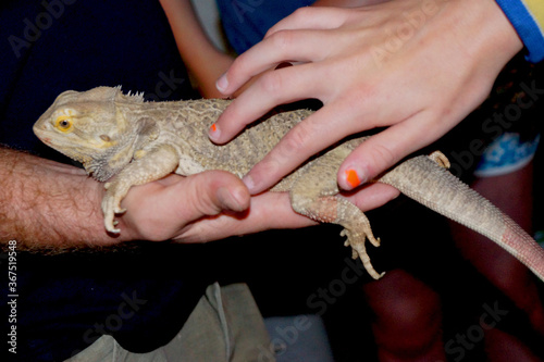 Iguana handled  reptile in hand