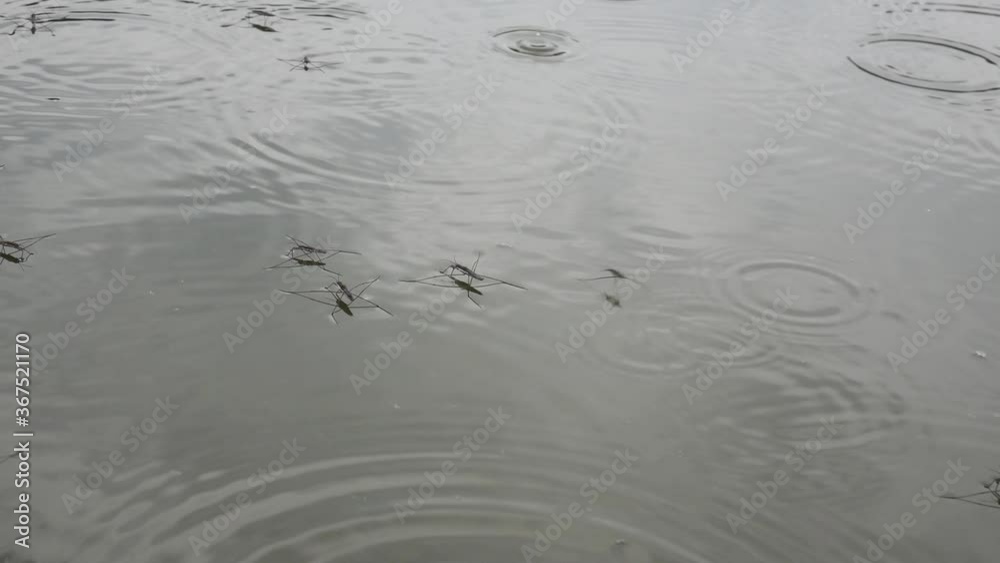 water strider beetle in the lake in the rain water strider beetle in the lake in the rain
