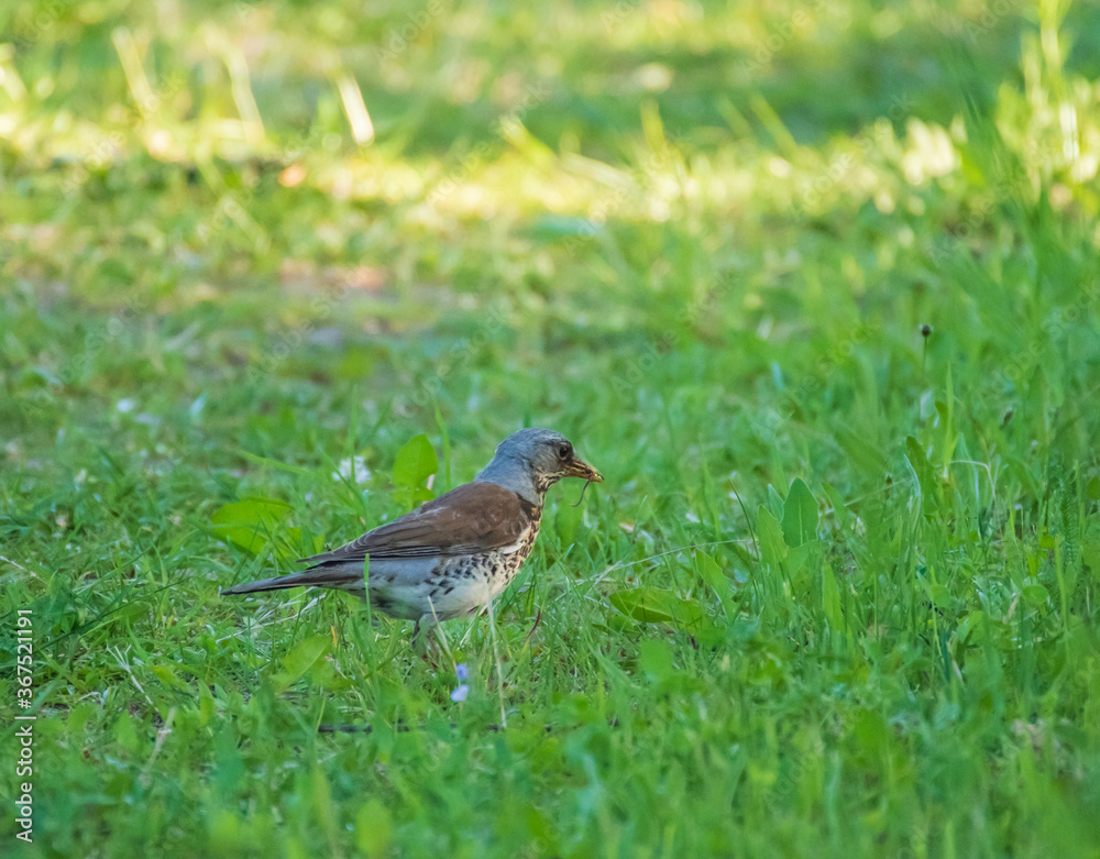 Closeup of the fieldfare eating insects in the garden in evening sunlight Closeup of the fieldfare eating insects in the garden in evening sunlight