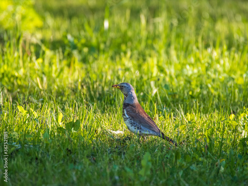 Closeup of the fieldfare eating insects in the garden in evening sunlight 