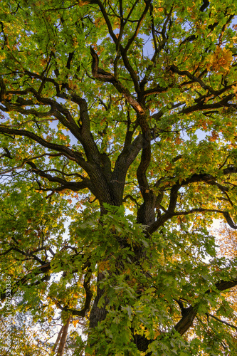 Tall Green Tree in autumn. Oack tree in autumntime © Igor Syrbu