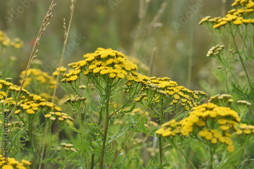Fototapeta Naklejka Na Ścianę i Meble -  yellow wildflowers tansy in a summer meadow