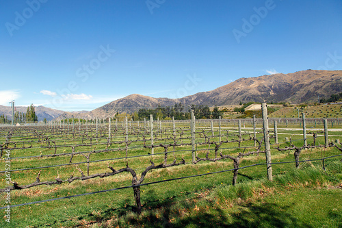 Vineyard in the Ortago Region of South Island New Zealand - the area is famed for the quality of its wine produce. 