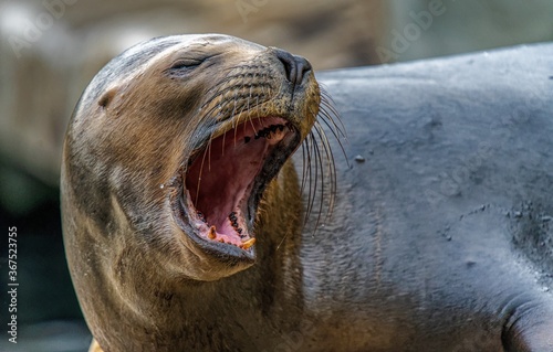 Maned Seal Yawning