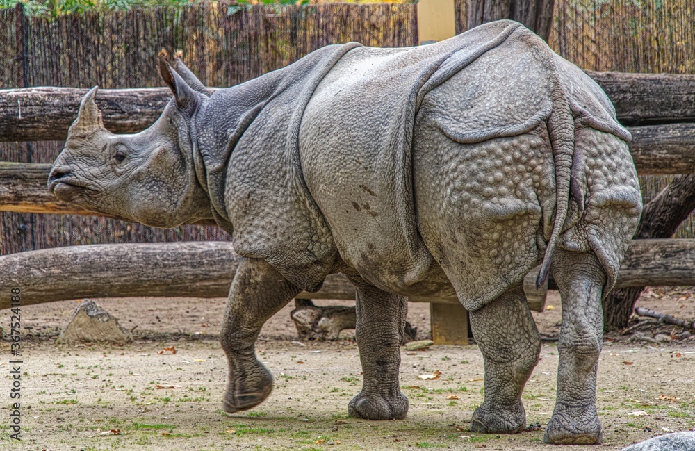 Fototapeta premium rhino in the zoo