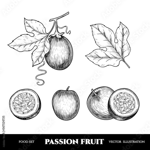 Vector passion fruit hand drawn sketch. Sketch vector  food illustration. Vintage style