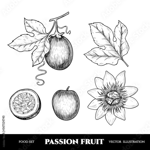 Vector passion fruit hand drawn sketch. Sketch vector  food illustration. Vintage style
