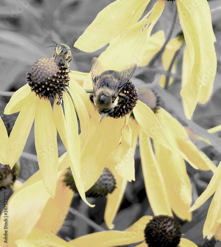Tinted Black Eyed Susans with Insects
