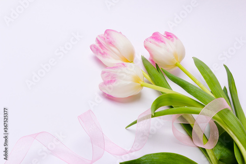 zweifarbige Tulpen mit Geschenkband