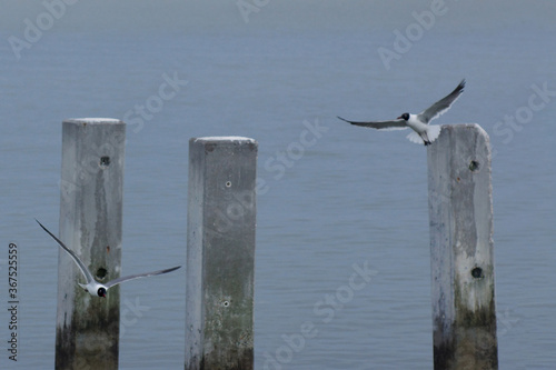 seagulls pier posts