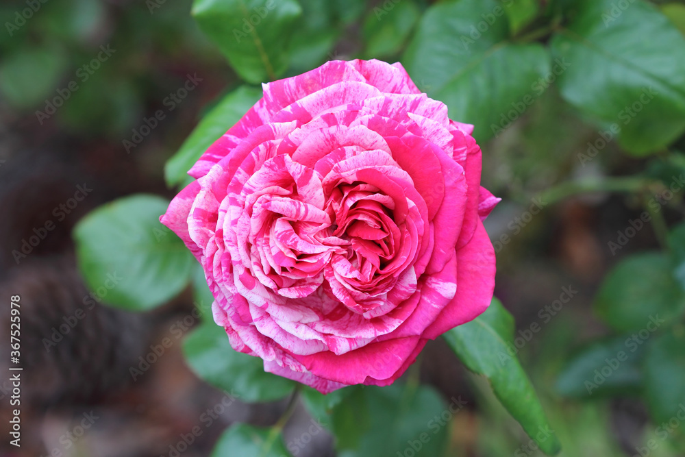 Hybrid tea french fragrant rose variety Brigitte Bardot. Big intense red flowers streaked with light pink tending to white silver. Hybrid tea french fragrant rose variety Brigitte Bardot. Big intense red flowers streaked with light pink tending to white silver.
