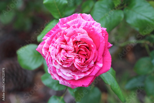 Hybrid tea  french  fragrant rose variety Brigitte Bardot. Big intense red flowers streaked  with light pink tending  to white silver.