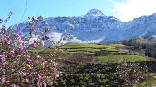 Spring Blossoms and Green Hills by Snowy Mountains, Cape Overberg, South Africa