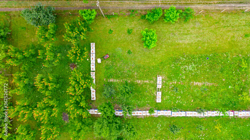 Aerial view of beekeeper as he mowing a lawn in his apiary with a petrol lawn mower