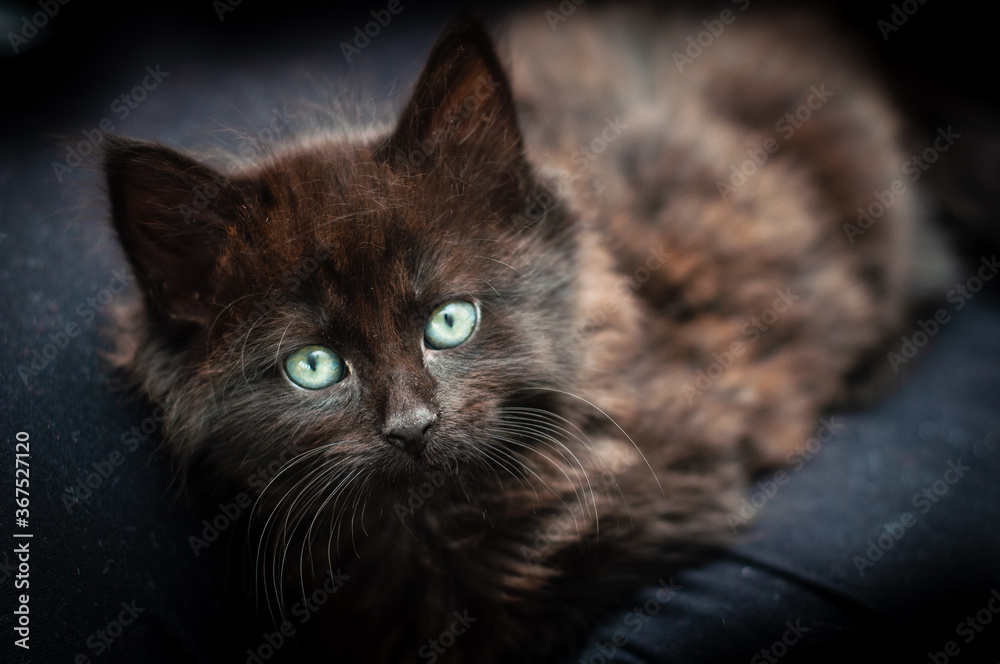 Black and brown kitten with bright green eyes resting on a sofa. Black and brown kitten with bright green eyes resting on a sofa.