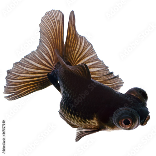 Black Gold Fish on White