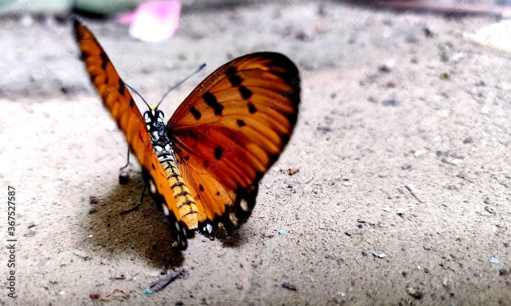 Beautiful Orange with black spot butterfly Acraea terpsicore Beautiful Orange with black spot butterfly Acraea terpsicore