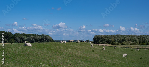 Schafe grasen auf einem Deich an der Elbe