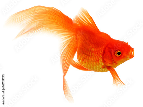  Goldfish on White